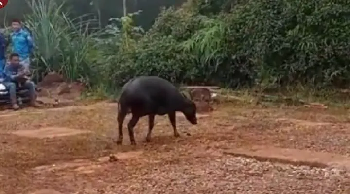 Tangkapan layar yang menunjukkan seekor anoa di dalam kawasan tambang PT SCM. | Sumber: Antara