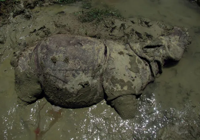 Ilustrasi badak jawa (Rhinoceros sondaicus) dalam kondisi mati dan ditemukan di kubangan lumpur di Blok Citadahan, Ujungjaya, Pandeglang, Banten, 2019 silam. | Foto: Asep Fathulrahman/Antara