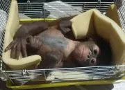 Keempat Kalinya, Bayi Orangutan Ditemukan Tanpa Induk di Melawi