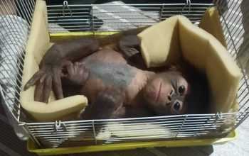 Bayi orangutan kalimantan betina berusia 3-4 bulan yang diselamatkan warga dan diteruskan kepada pihak BKSDA Kalimantan Barat. | Foto: Seksi Konservasi Wilayah II Sintang BKSDA Kalimantan Barat