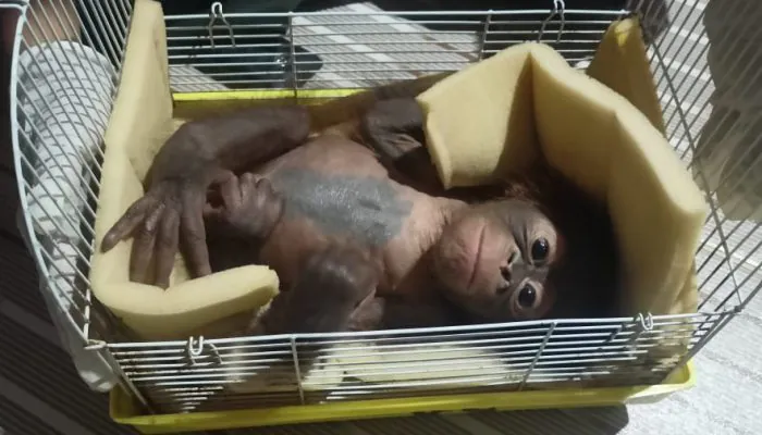 Keempat Kalinya, Bayi Orangutan Ditemukan Tanpa Induk di Melawi