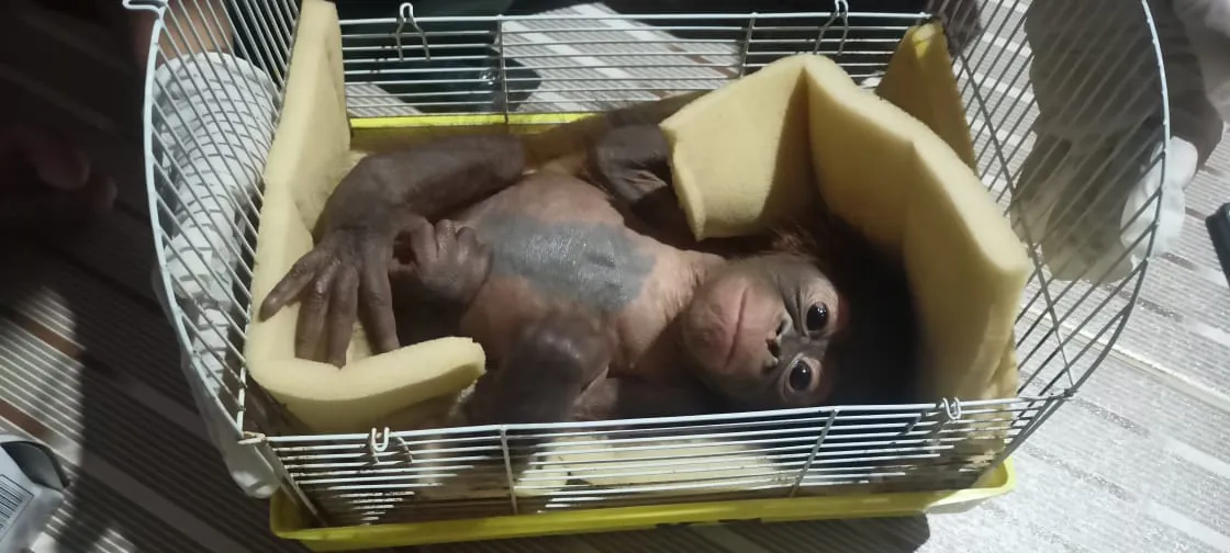 Bayi orangutan kalimantan betina berusia 3-4 bulan yang diselamatkan warga dan diteruskan kepada pihak BKSDA Kalimantan Barat. | Foto: Seksi Konservasi Wilayah II Sintang BKSDA Kalimantan Barat