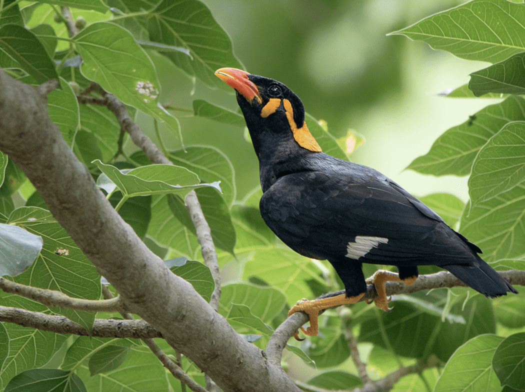 Ilustrasi Gracula religiosa. | Sumber: Ayuwat Jearwattanakanok/birdsoftheworld.org