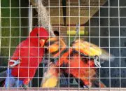 Paruh bengkok dalam penangkaran M Parrot tidak memiliki cincin indikator pengenal sebagai objek yang dibudidayakan. | Foto: Tim kolaborasi investigasi