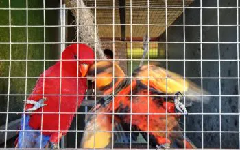 Paruh bengkok dalam penangkaran M Parrot tidak memiliki cincin indikator pengenal sebagai objek yang dibudidayakan. | Foto: Tim kolaborasi investigasi