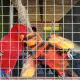 Paruh bengkok dalam penangkaran M Parrot tidak memiliki cincin indikator pengenal sebagai objek yang dibudidayakan. | Foto: Tim kolaborasi investigasi