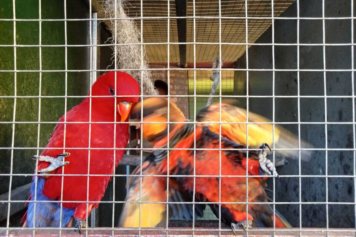 Paruh bengkok dalam penangkaran M Parrot tidak memiliki cincin indikator pengenal sebagai objek yang dibudidayakan. | Foto: Tim kolaborasi investigasi