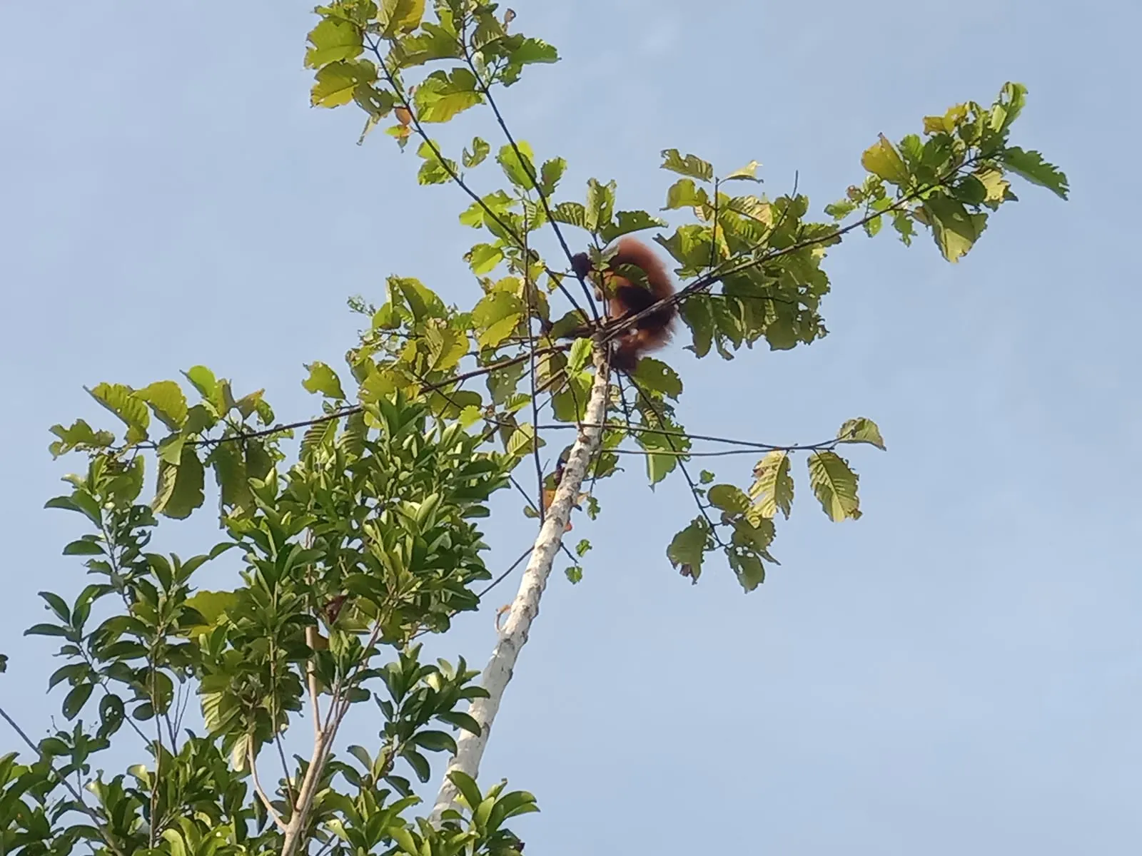 Orangutan berusia 2 sampai 3 tahun yang ditemukan di sekitar kematian orangutan betina, diduga merupakan anaknya. | Foto: Istimewa