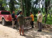 Beruang Madu Dijebak usai Memangsa Ternak Warga