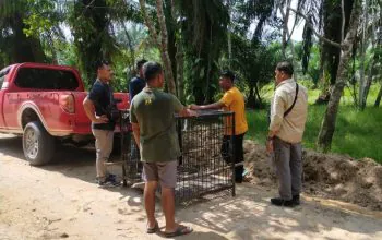 BBKSDA Riau melakukan pemasangan kandang jebak untuk beruang madu di Kabupaten Pelalawan, Riau. | Sumber: BBKSDA Riau