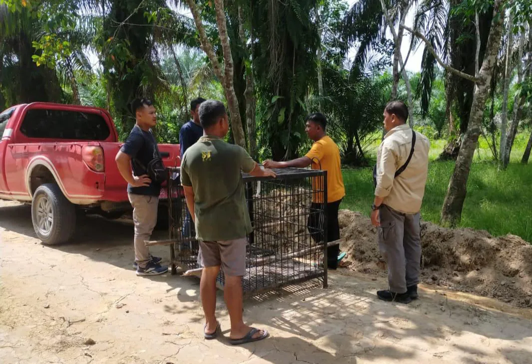 BBKSDA Riau melakukan pemasangan kandang jebak untuk beruang madu di Kabupaten Pelalawan, Riau. | Sumber: BBKSDA Riau