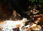 Ilustrasi kucing kuwuk (Prionailurus bengalensis) yang dilepasliarkan. | Foto: KSDAE KLHK
