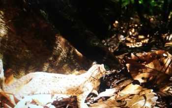 Ilustrasi kucing kuwuk (Prionailurus bengalensis) yang dilepasliarkan. | Foto: KSDAE KLHK