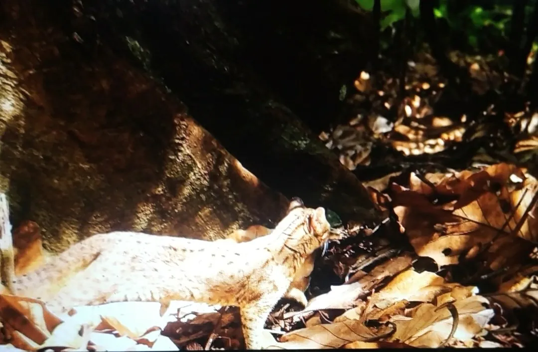 Ilustrasi kucing kuwuk (Prionailurus bengalensis) yang dilepasliarkan. | Foto: KSDAE KLHK