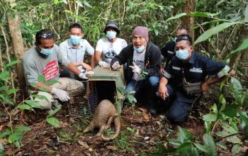 Trenggiling terbesar yang pernah dilepasliarkan oleh Alobi Foundation. | Sumber: Dok. Alobi Foundation