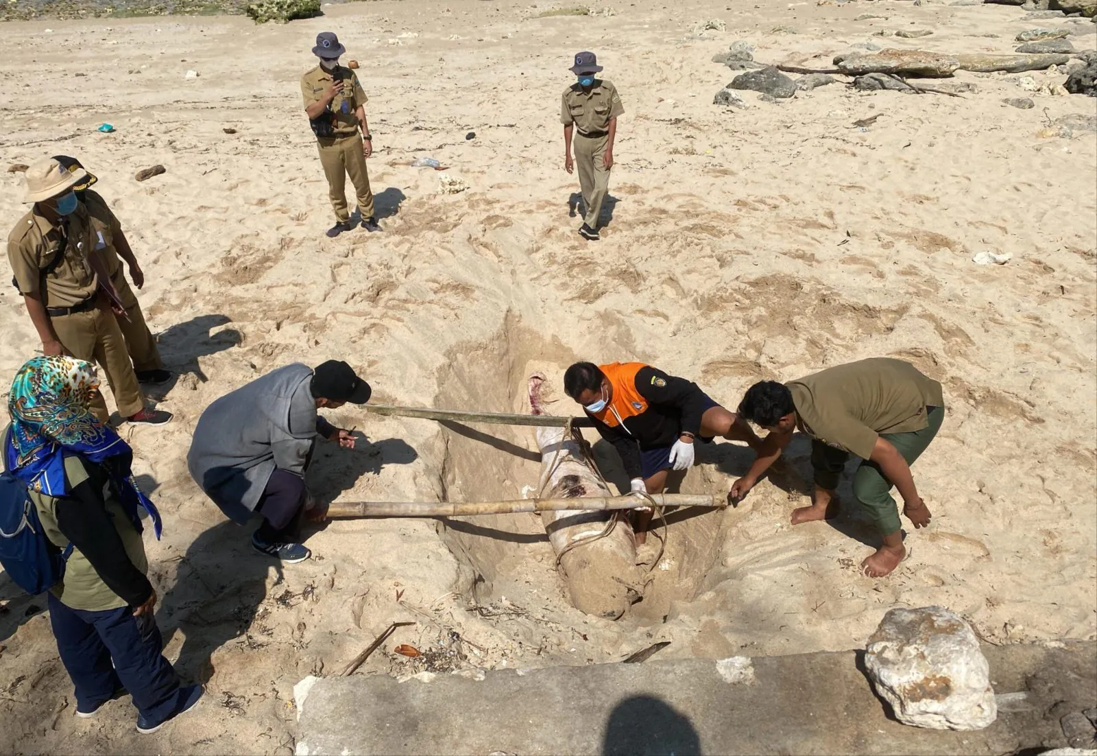 Lumba-lumba bertubuh besar dikuburkan di Pantai Sepanjang, Kabupaten Gunungkidul, Daerah Istimewa Yogyakarta. | Sumber: Kupass.com