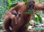 Kelahiran bayi orangutan sumatera di Cagar Alam Jantho, Kabupaten Aceh Besar. | Sumber: Dok. BKSDA Aceh