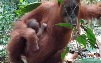 Kelahiran bayi orangutan sumatera di Cagar Alam Jantho, Kabupaten Aceh Besar. | Sumber: Dok. BKSDA Aceh