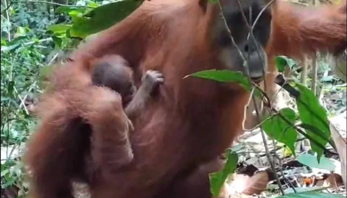 Bayi Orangutan: Penghuni Baru di Cagar Alam Jantho