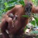 Kelahiran bayi orangutan sumatera di Cagar Alam Jantho, Kabupaten Aceh Besar. | Sumber: Dok. BKSDA Aceh