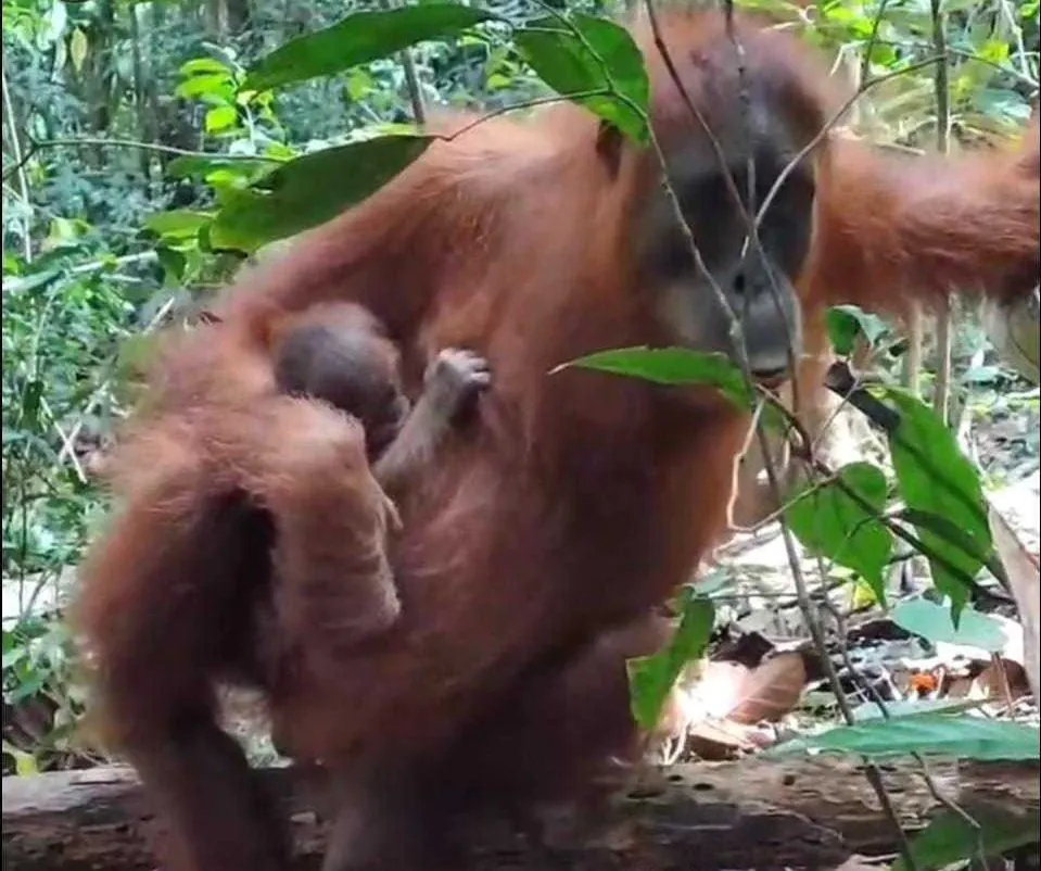 Kelahiran bayi orangutan sumatera di Cagar Alam Jantho, Kabupaten Aceh Besar. | Sumber: Dok. BKSDA Aceh