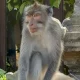 Alih Fungsi Lahan, Salah Satu Faktor Konflik Monyet di Bali