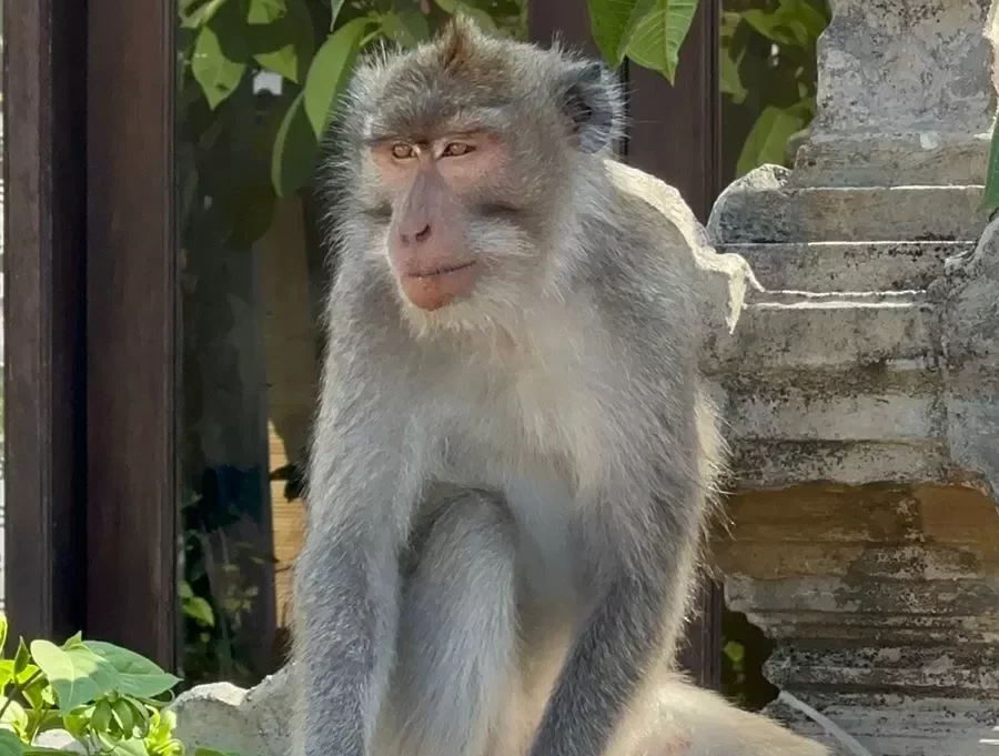 Seekor monyet ekor panjang (Macaca fascicularis) yang berkeliaran di Kelurahan Tanjung Benoa, Kecamatan Kuta Selatan, Kabupaten Badung, Selasa (2/7/2024). | Foto: Resa/Bali Express