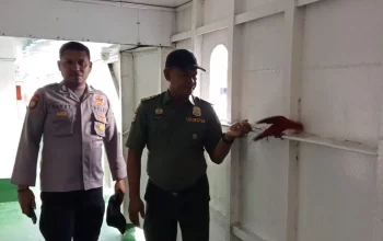 Seekor satwa dilindungi nuri maluku ditemukan terikat di atas kapal. | Sumber: BKSDA Maluku
