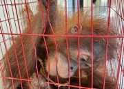 Orangutan sumatra yang diselamatkan dari upaya perdagangan di Aceh Tamiang. | Foto: Humas Polres Aceh Tamiang