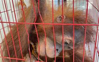 Orangutan sumatra yang diselamatkan dari upaya perdagangan di Aceh Tamiang. | Foto: Humas Polres Aceh Tamiang