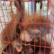 Orangutan sumatra yang diselamatkan dari upaya perdagangan di Aceh Tamiang. | Foto: Humas Polres Aceh Tamiang