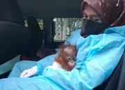 Bayi orangutan kalimantan berhasil diselamatkan. | Sumber: Antara/HO-BKSDA Kalimantan Barat