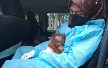 Bayi orangutan kalimantan berhasil diselamatkan. | Sumber: Antara/HO-BKSDA Kalimantan Barat