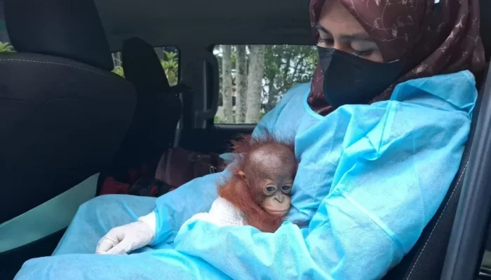 Warga Temukan Bayi Orangutan saat Mencari Ikan