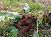 Orangutan Kalimantan Betina Mati di Kebun, Diduga karena Luka Infeksi