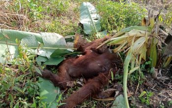 Jasad orangutan yang ditemukan tak bernyawa di kebun warga Desa Riam Berasap Jaya, Kabupaten Kayong Utara, Kalimantan Barat pada Rabu (10/7/2024). | Foto: Istimewa