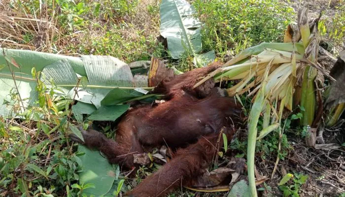 Orangutan Kalimantan Betina Mati di Kebun, Diduga karena Luka Infeksi