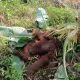 Jasad orangutan yang ditemukan tak bernyawa di kebun warga Desa Riam Berasap Jaya, Kabupaten Kayong Utara, Kalimantan Barat pada Rabu (10/7/2024). | Foto: Istimewa