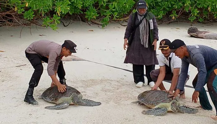 Penyu Hasil Buruan Warga Dikembalikan ke Laut Lepas