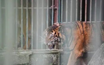 Satwa dilindungi harimau sumatera bernama Puti Malabin dilepaskan menggunakan helikopter di kawasan Suaka Margasatwa Bukit Baling. | Sumber: BKSDA Sumatra Barat