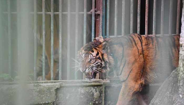 Puti Malabin, Harimau yang Dilepas di Bukit Baling