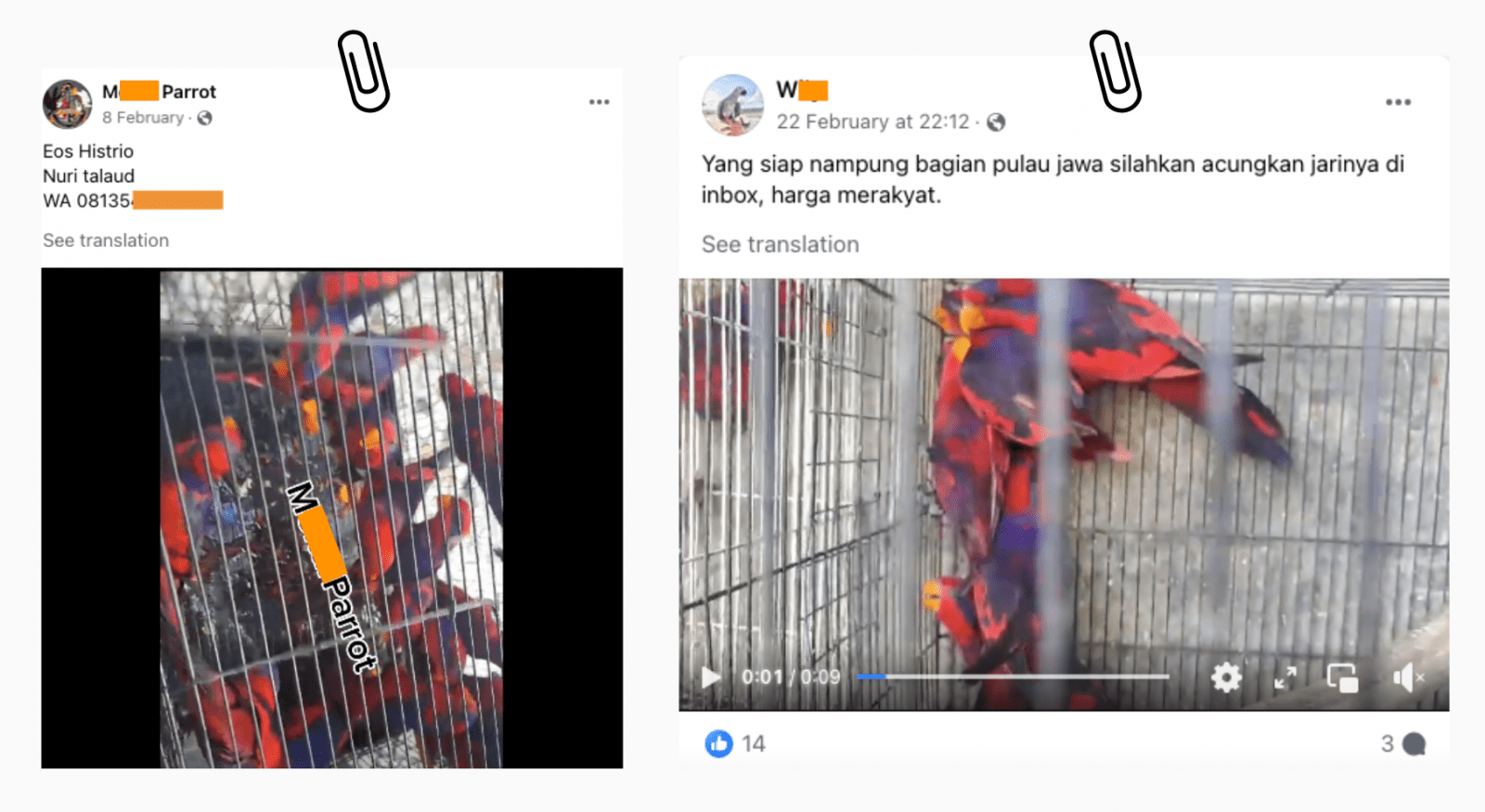 Tangkapan layar akun Facebook M Parrot dan WL mengunggah nuri talaud (Eos histrio) dalam sangkar yang sama persis di dua waktu yang berbeda pada Februari 2024.