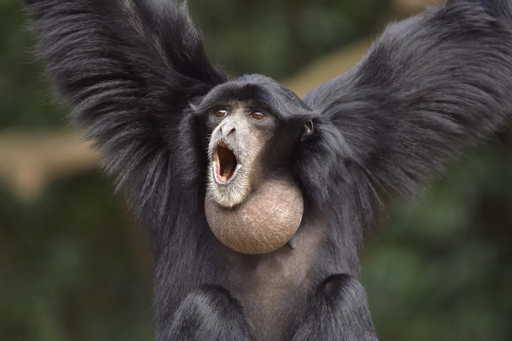 Ilustrasi owa siamang (Symphalangus syndactylus). | Foto: Suneko/Wikimedia Commons