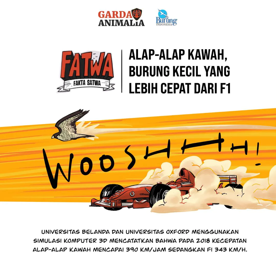 Fakta Satwa (FATWA): Alap-alap kawah (Falco peregrinus) yang lebih cepat daripada mobil balap F1. | Ilustrasi: Hasbi Ilman