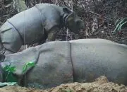 Kabar Gembira, Tiga Badak Jawa Lahir di TNUK!