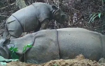 Estu bersama induknya Kasih yang terekam kamera pada 4 Agustus 2023. | Foto: Balai TNUK