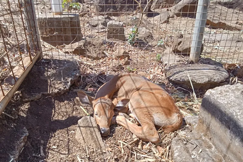 Anak banteng yang lahir dalam kondisi sehat di Taman Nasional Baluran | Foto: PPID KLHK