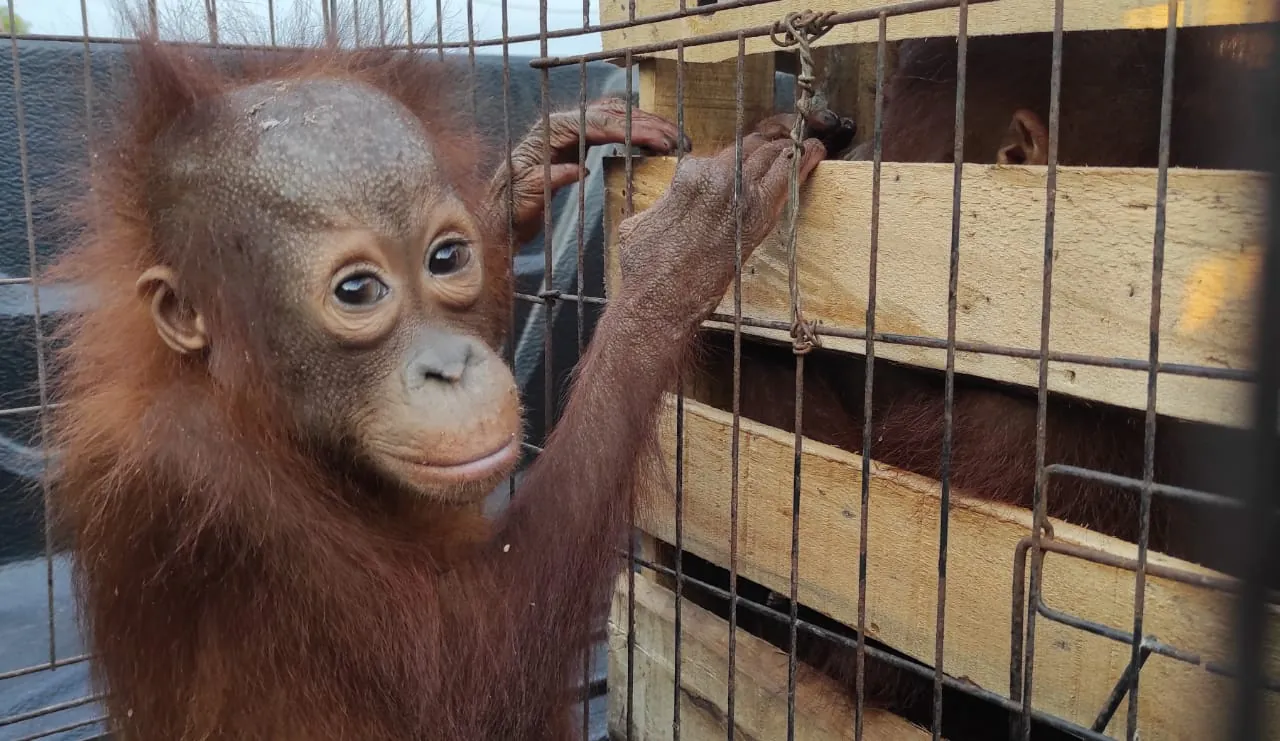 Anak orangutan kalimantan yang ditawarkan MA dalam transaksinya. | Foto: Istimewa