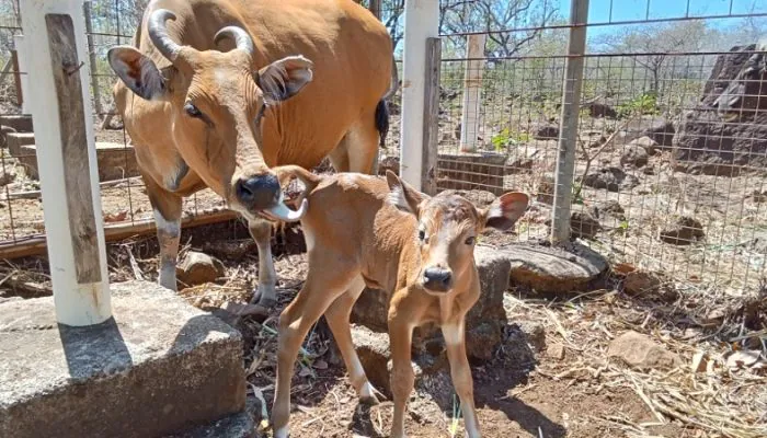 TN Baluran Sambut Kelahiran Seekor Anak Banteng Jantan