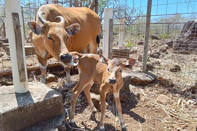 Kelahiran seekor anak banteng jantan di Taman Nasional Baluran | Sumber: PPID KLHK